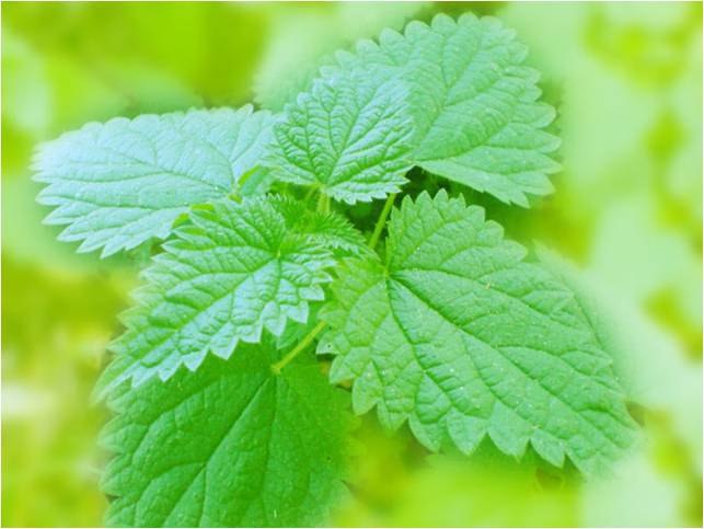 Крапива двудомная (urtica dioica l. Крапивный 10. Крапива кустарник. Крапивный 10. Майская крапива.