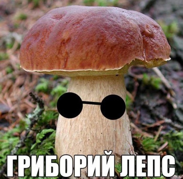 Днем, приколы про грибы картинки