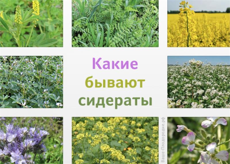 Что такое сидераты. Фацелия донник сидерат. Смесь сидератов для теплиц 0. Что такое сидераты. Растения сидераты.