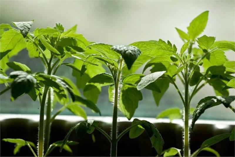 Купить Рассаду Помидор В Нижнем Новгороде