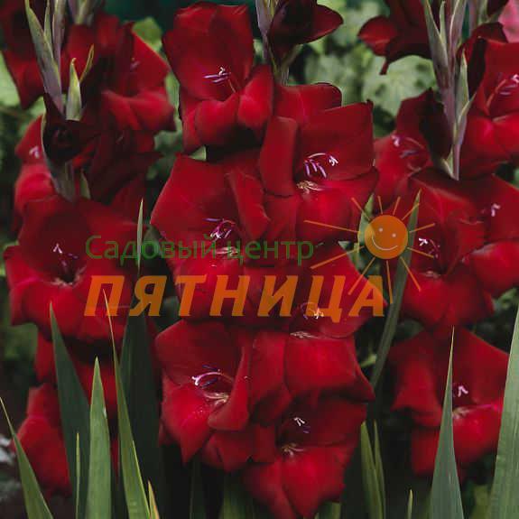 Гладиолус Эспрессо описание сорта характеристики агротехника посадки и выращивания отзывы