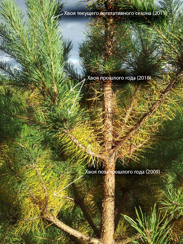 Почему хвойные деревья теряют зелень и опадают в осеннее время года