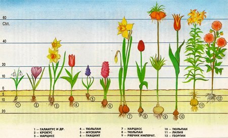 Многолетние луковичные цветы и растения