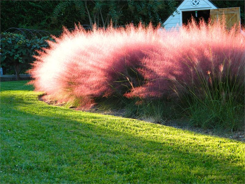 Мюленбергия волосовидная (Muhlenbergia capillaris): как выращивать