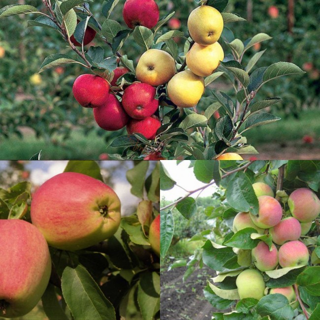 яблоня с длинными плодами