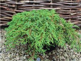 Можжевельник обыкновенный Green Carpet -  карликовый хвойный вечнозеленый кустарник