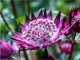 Астранция крупная (Astrantia) major Venice
