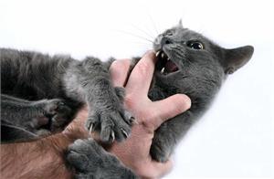 Как отучить котенка кусаться?
