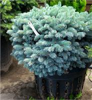 Ель колючая Glauca Globosa! 