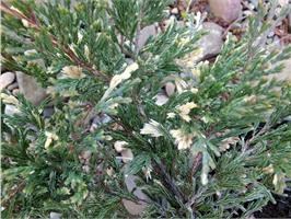 Можжевельник горизонтальный Andora Compacta Variegata