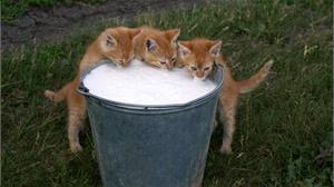 Можно ли котенку молоко? 