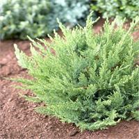 Можжевельник казацкий Tamariscifolia