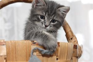 Как перевести котенка на сухой корм?