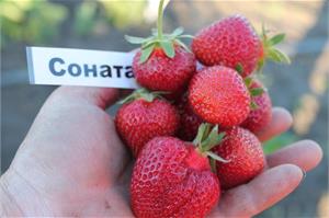 Земляника Соната с чудеснейшим десертным вкусом
