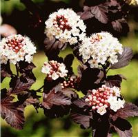 Пузыреплодник Diablo - декоративный и абсолютно неприхотливый кустарник