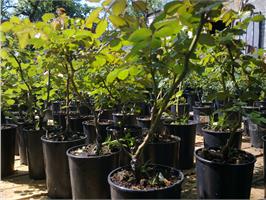 В чем разница - саженцы с закрытой корневой системой (ЗКС) и открытой корневой системой (ОКС)