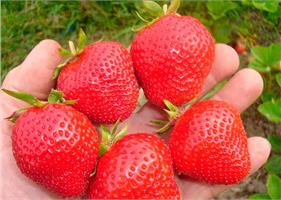 Очень урожайный сорт земляники Эльсанта