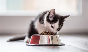 Leonardo Cat Food – линия кошачьих кормов супер-премиум класса! 