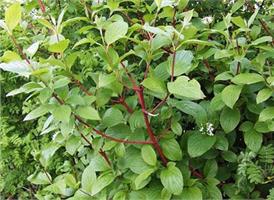 Дерен белый Sibirica - стильный садовый кустарник