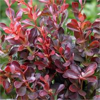 Барбарис тунберга Atropurpurea Nana - карликовый подушковидный кустарник