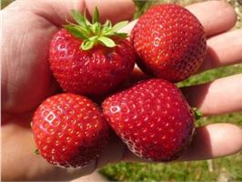 Клубника Дероял - ранний сорт с ароматными ягодами