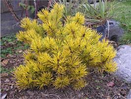 Сосна горная Carstens Wintergold