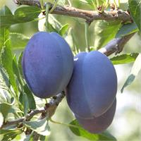  Слива Стенлей с очень вкусными крупными плодами