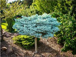 Ель колючая Glauca Globosa! 