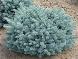 Ель колючая Glauca Globosa - голубая красавица