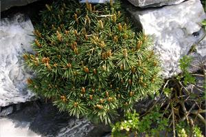 Сосна горная Pinus uncinata