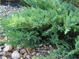 Можжевельник казацкий Tamariscifolia