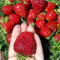 Земляника Флоренс - идеальный сорт для длительного хранения