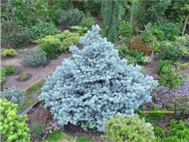 Ель колючая Glauca Globosa - голубая красавица. 