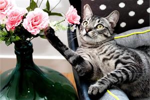 Кошка ест цветы, что делать?