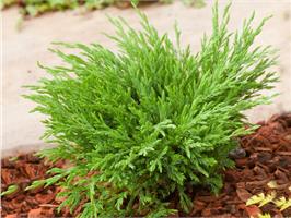 Можжевельник горизонтальный Andora Compacta Variegata
