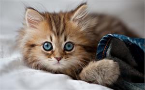 Корм для кошек Леонардо!