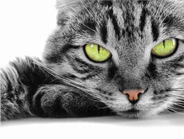 Стерилизация кошек - плюсы и минусы