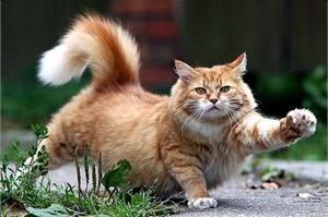Корм для кошек Леонардо! 