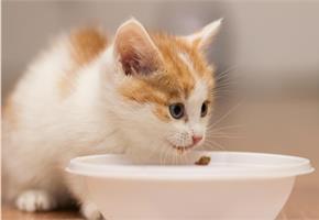 Как перевести котенка на сухой корм?