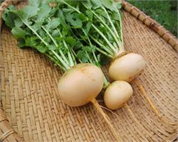 Репа: вкусна и не калорийна