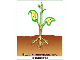 Как минералы влияют на урожай