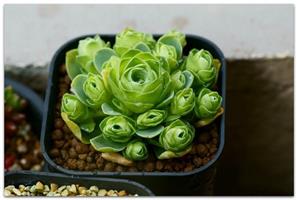 Greenovia AUREA или Гриновия Золотистая 
