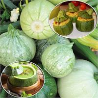 Какие они — круглые кабачки?