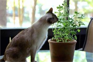 Кошка ест цветы, что делать?  