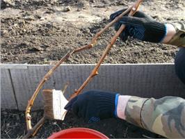 Весенняя обработка винограда от болезней