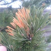 ​Солнечные ожоги хвойных. Как предотвратить?  