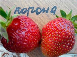 Земляника Корона с превосходным вкусом
