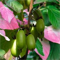 Актинидия коломикта Доктор Шимановски