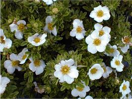 Лапчатка Tilford Cream