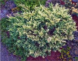 Можжевельник горизонтальный Andora Compacta Variegata